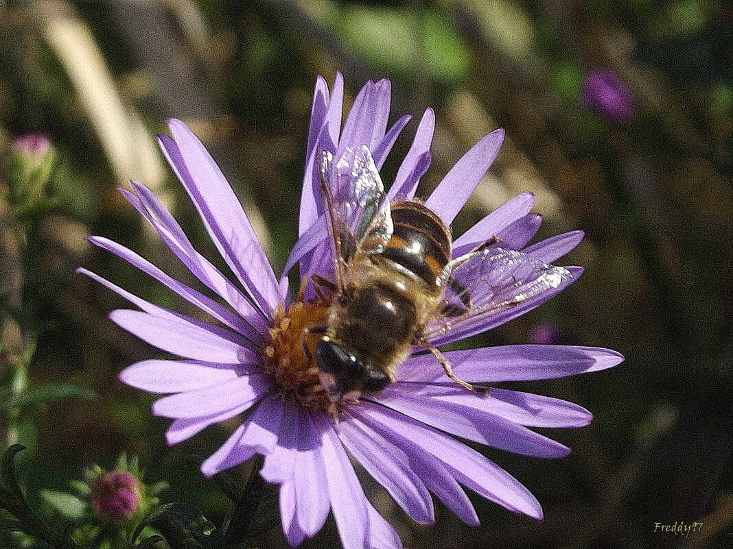 Осенние хлопоты - Freddy 97