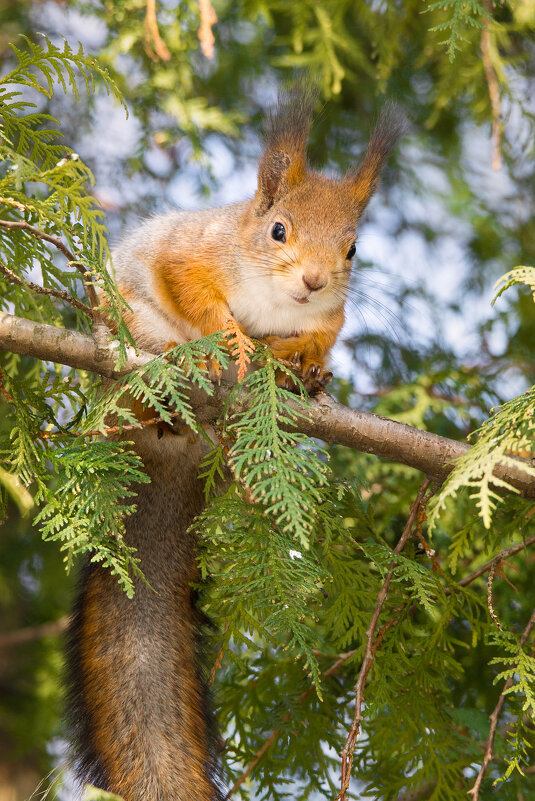 Семки есть? - Alex Bush