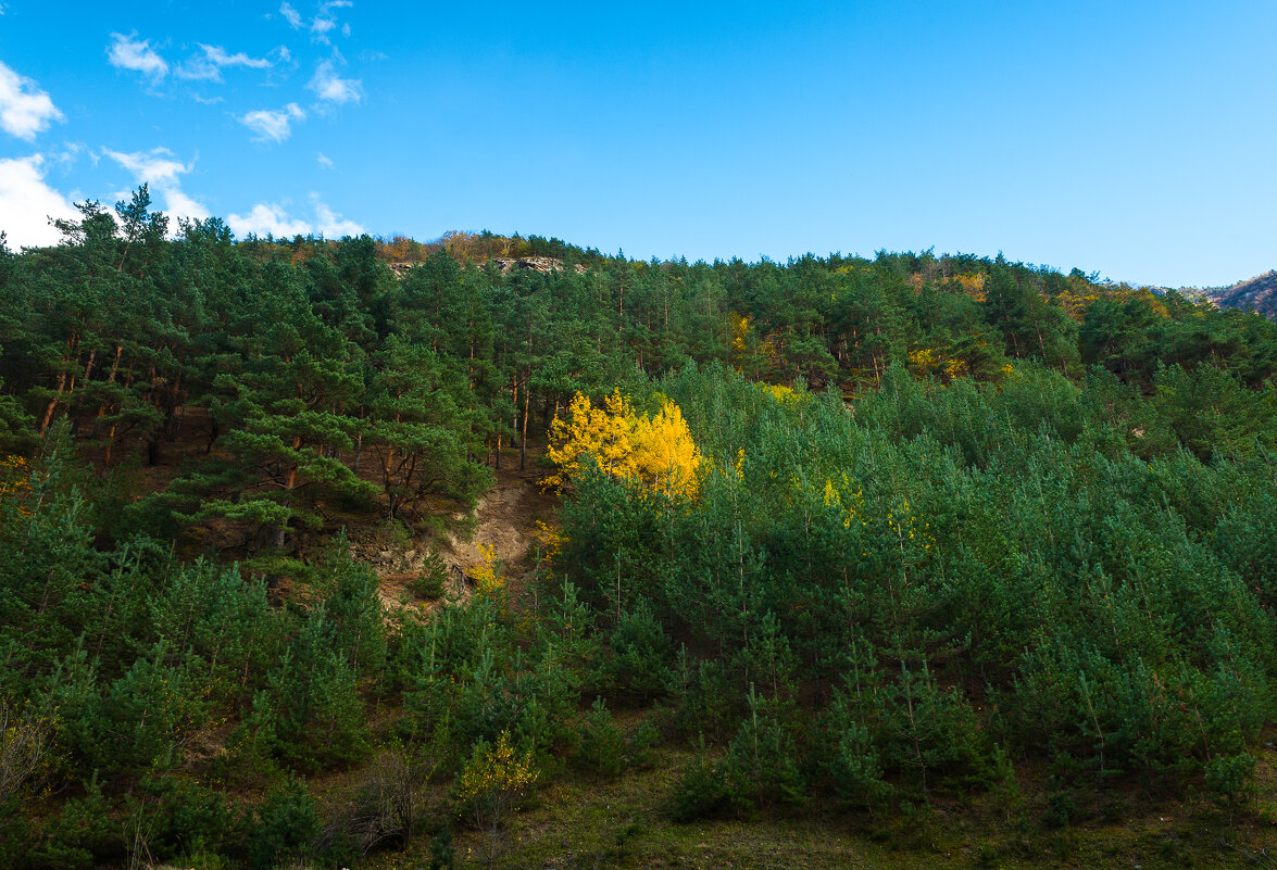 Жёлтик - Батик Табуев Жёлтик - Батик Табуев