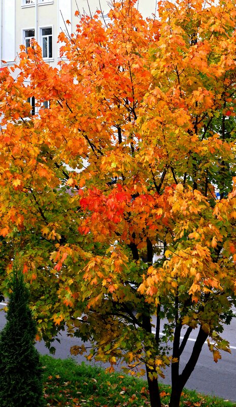 Клен из моего окна - Сергей Карачин