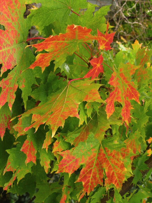 Краснеют листья - Сергей Карачин