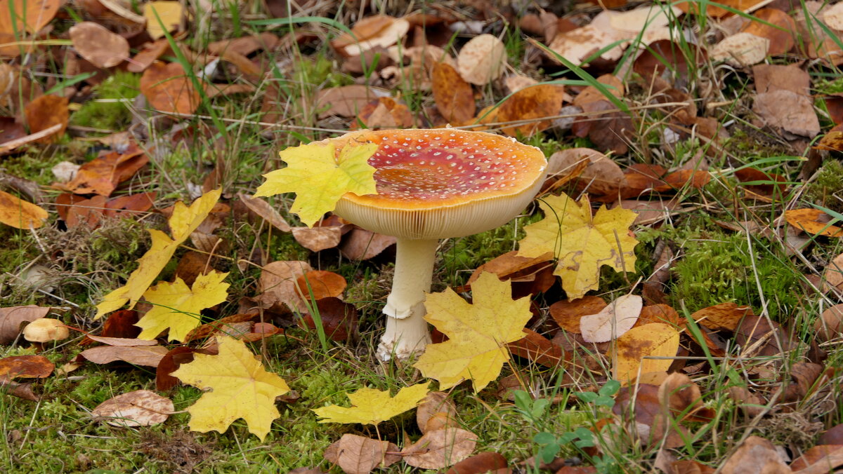 Но зато я симпатичный И весьма фотогеничный. - "The Natural World" Александер