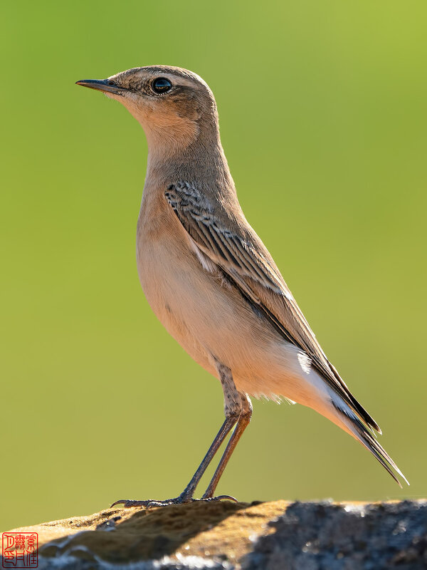 Каменка обыкновенная - Станислав С.