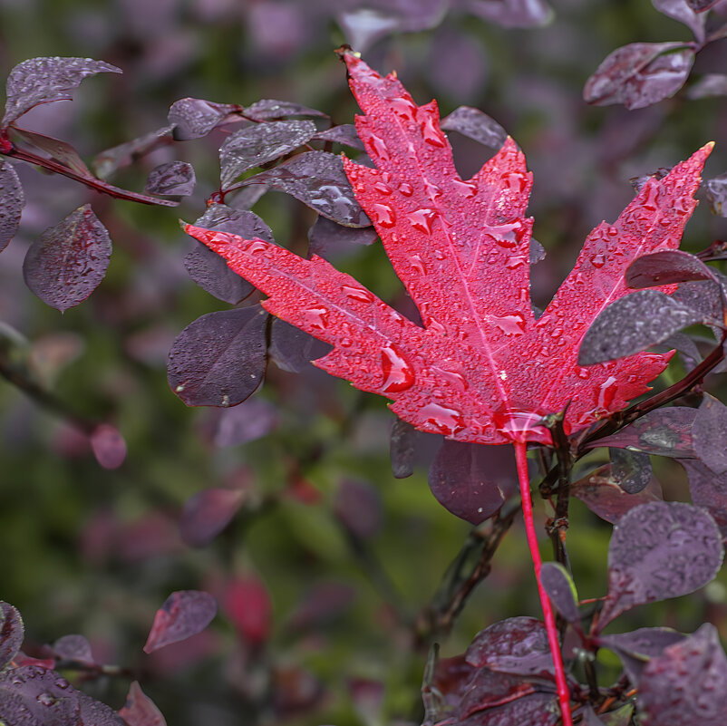 Лист (Осень подкралась незаметно) - Игорь Протасов