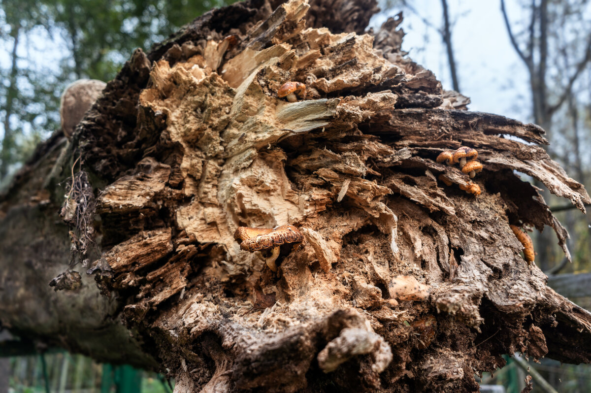 Хрясь - sorovey Sol