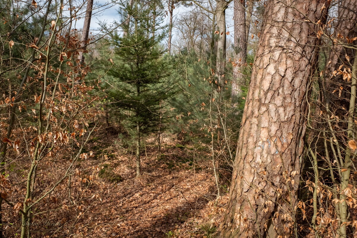 У старой сосны... - Николай Гирш