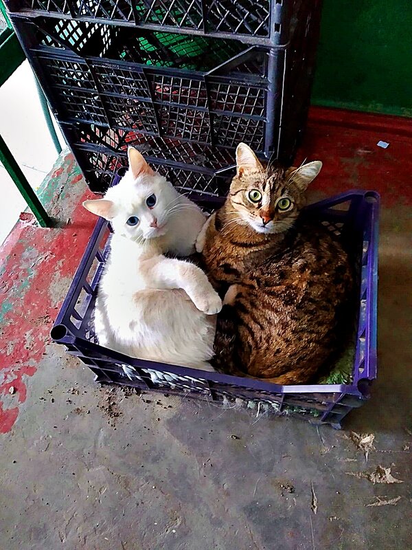 СЕМЕЙНОЕ   ЛОЖЕ - Анатолий Малобродский