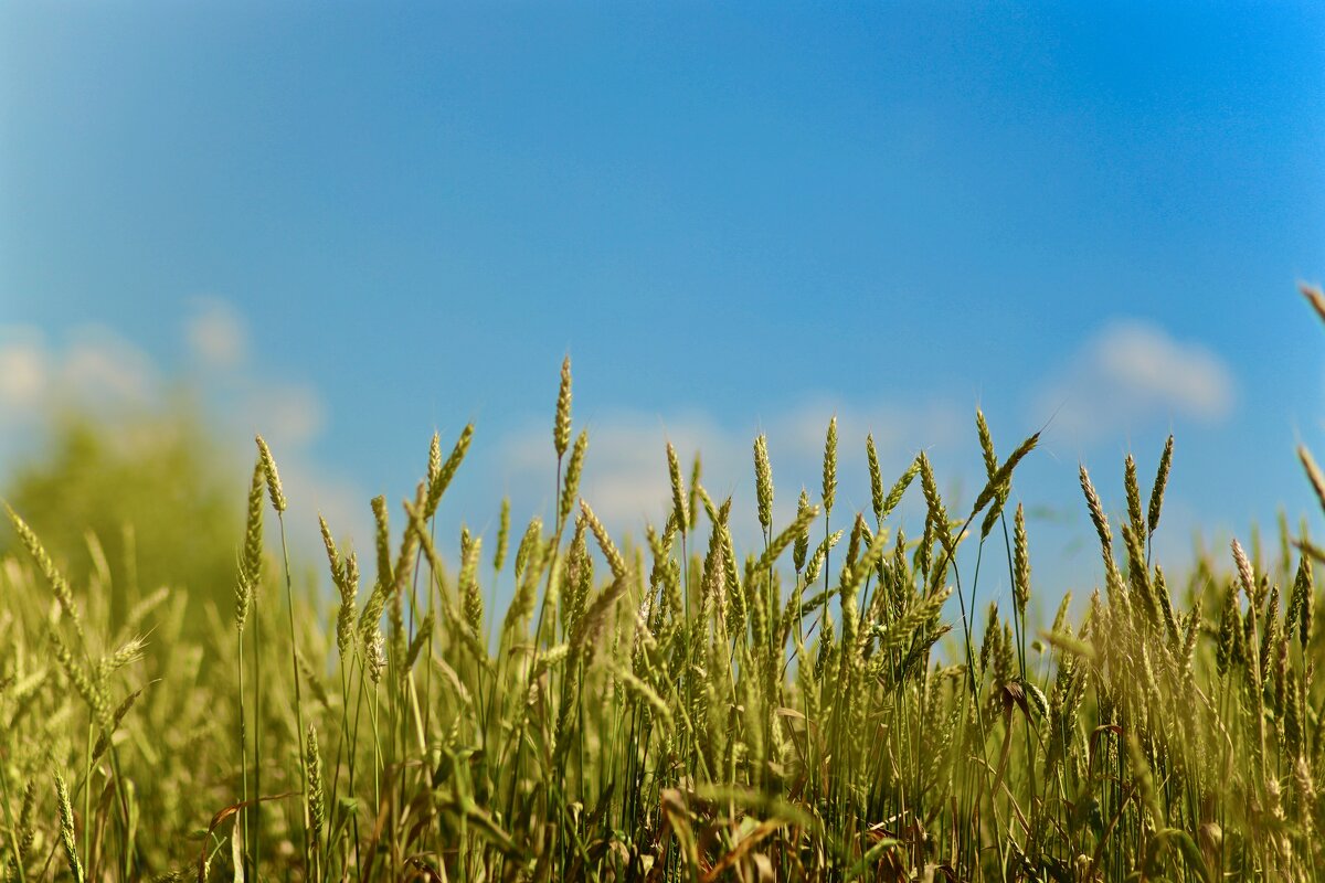 Овес - Натали Королева