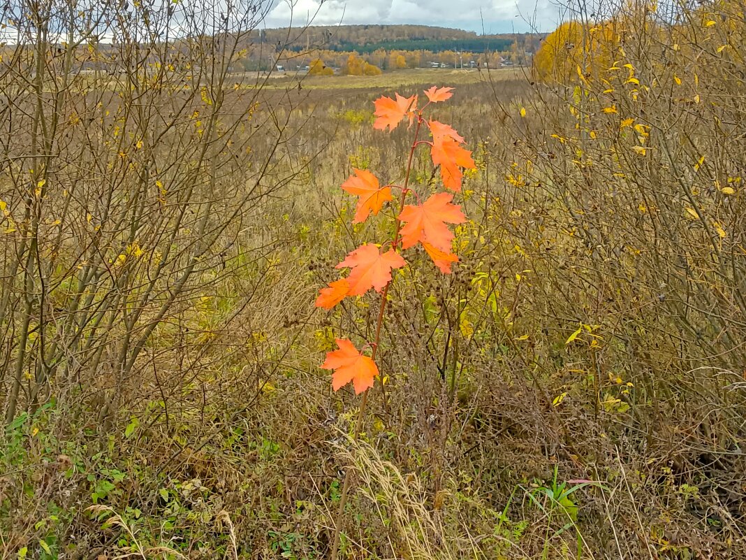 Радость осени. - Татьяна Корнеева 