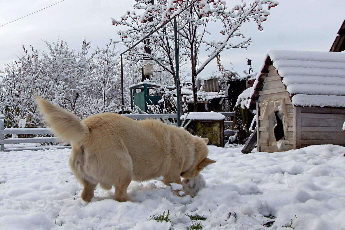 Кузя катает снежки... - Андрей Катков