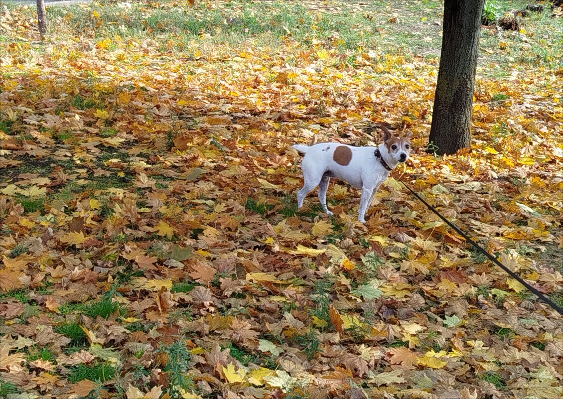 На осеннем ковре! - Надежда На осеннем ковре! - Надежда