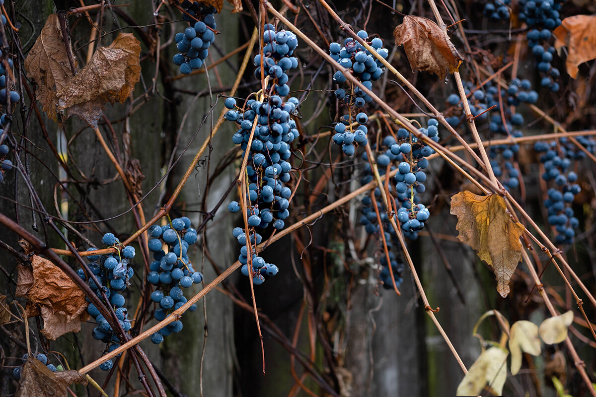 Забор у соседей осенью - Елена Ахромеева