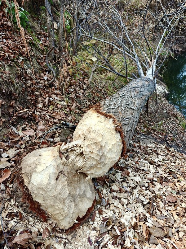 Дерево которое сгрызли бобры - Надежда 