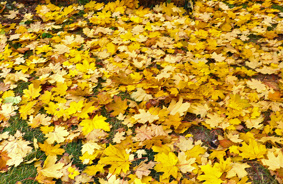 Осенний коврик - Светлана 