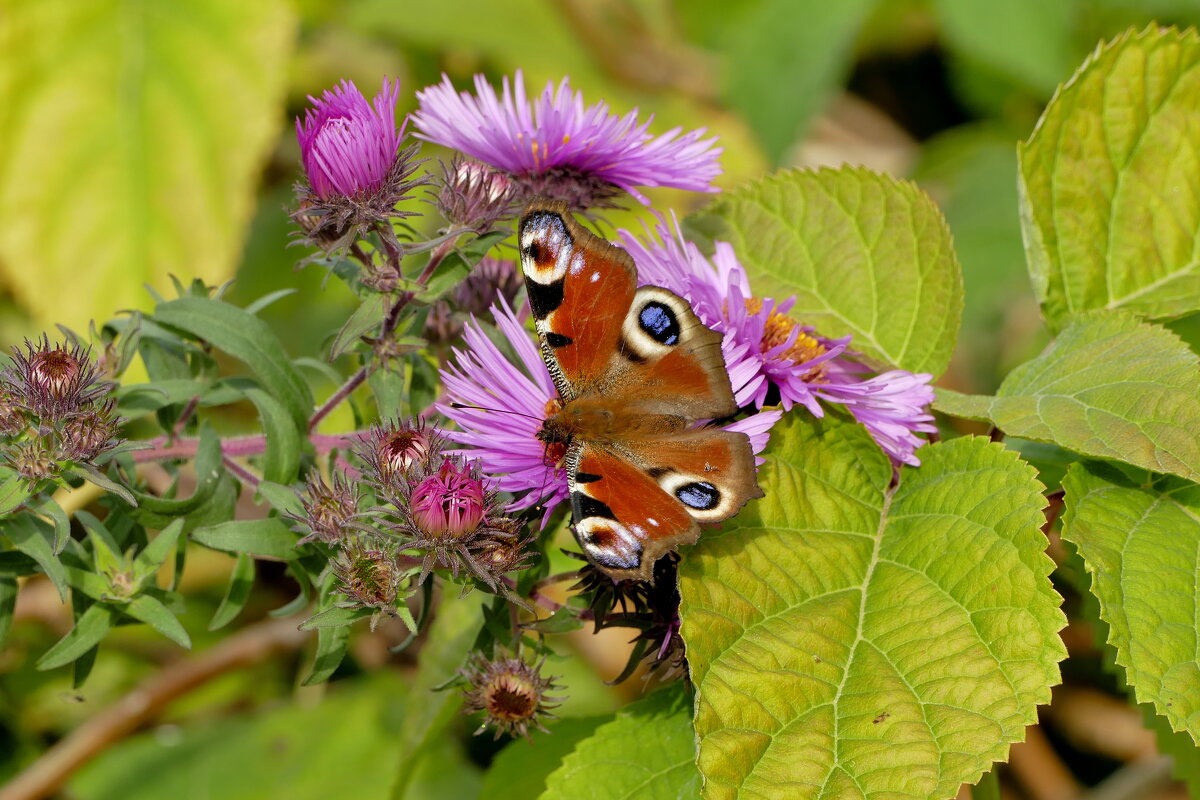 опять бабочки 18 - Александр Прокудин