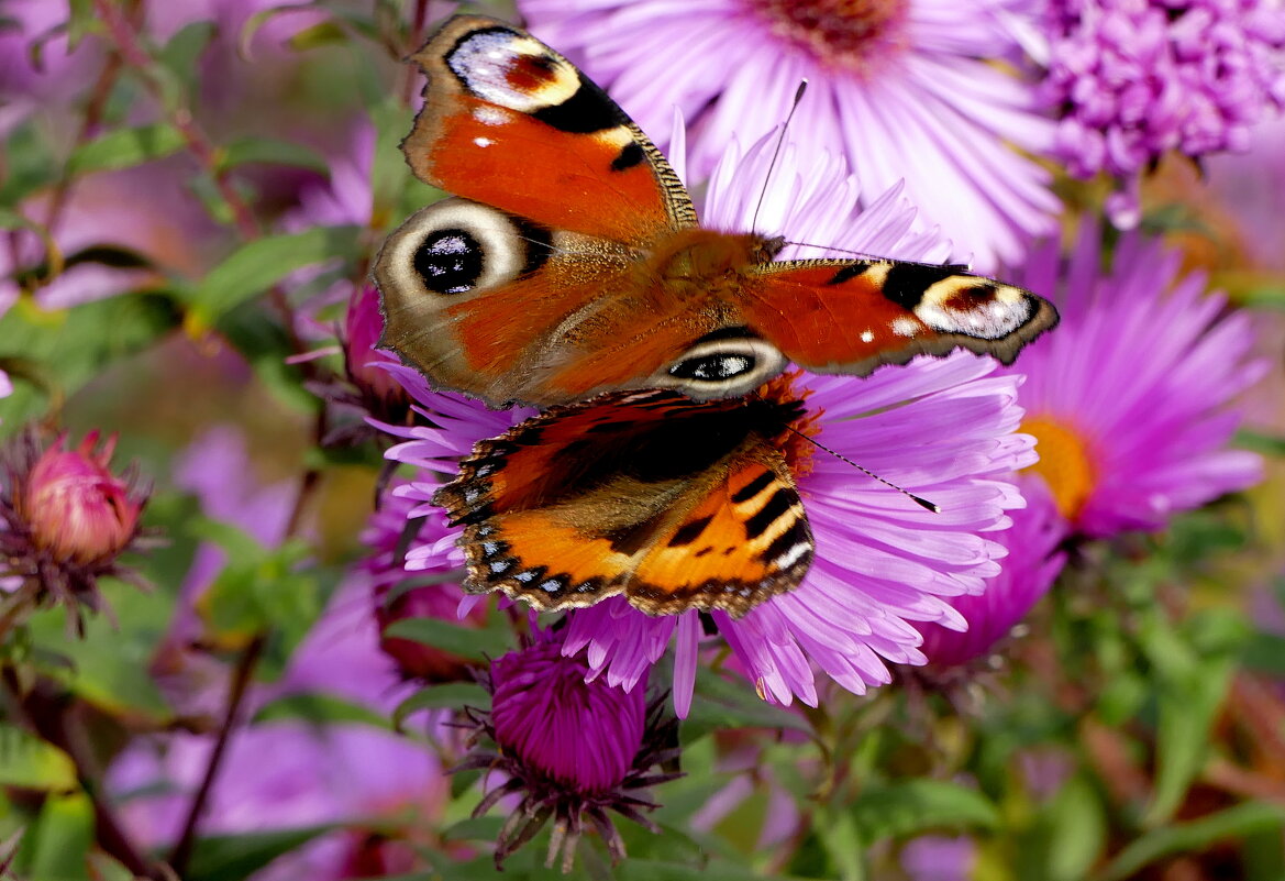 опять бабочки 20 - Александр Прокудин опять бабочки 20 - Александр Прокудин