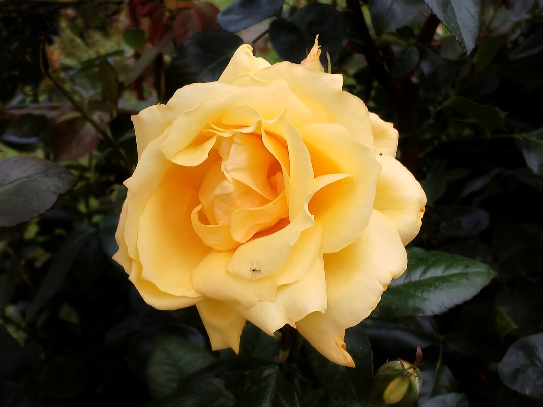 Роза жёлтая, роза чайная... - Лия ☼