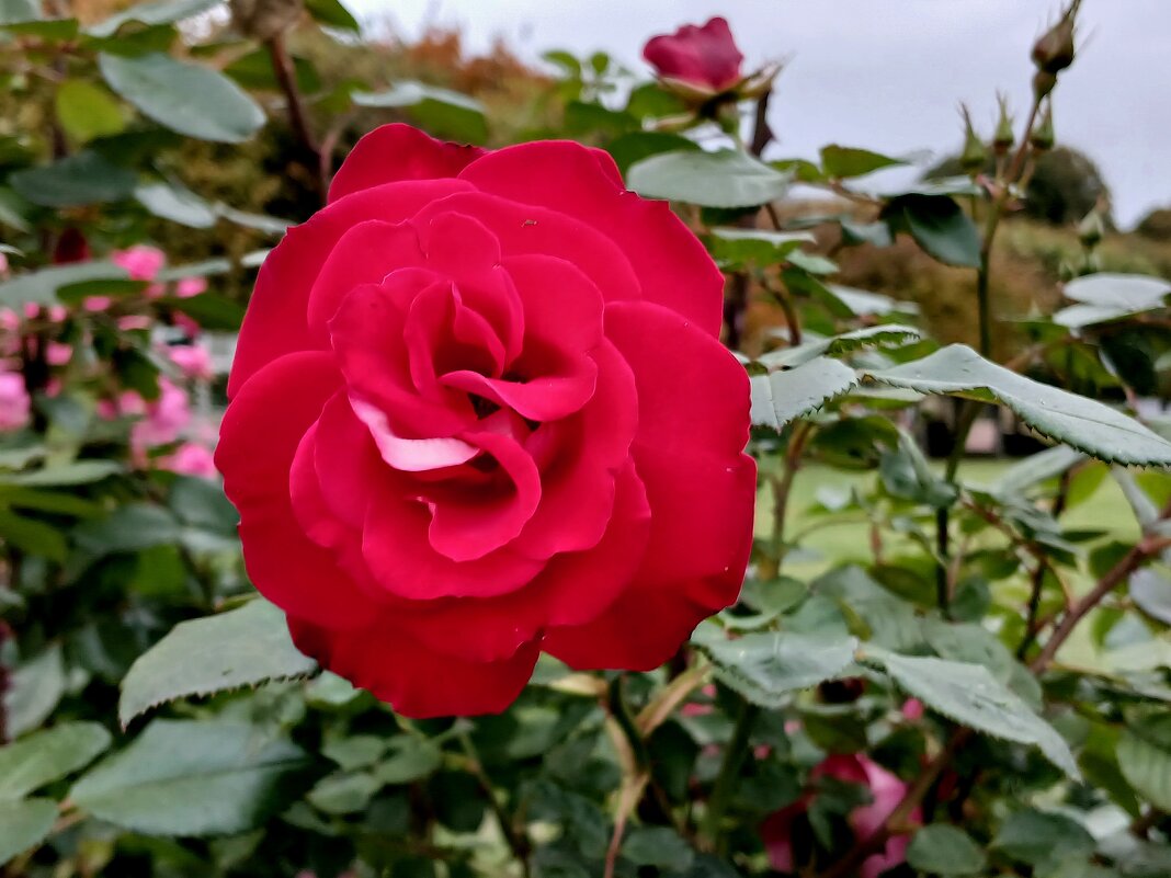 Красная роза. - Лия ☼