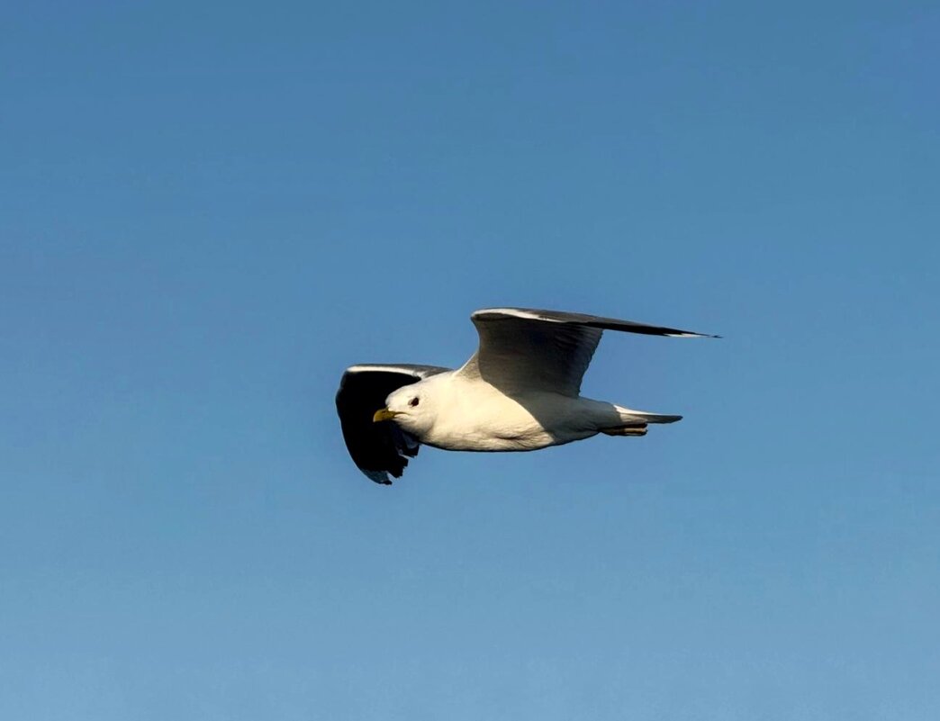 Планирующий полет - Сергей Б.