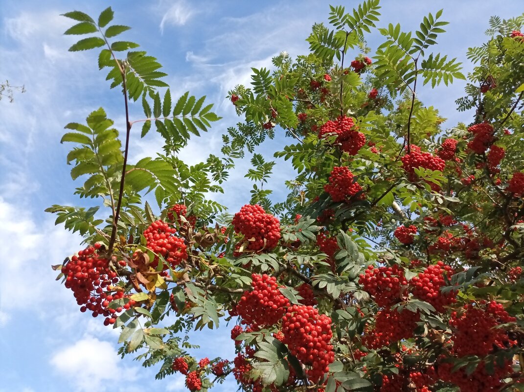 Рябина красная - Veera V