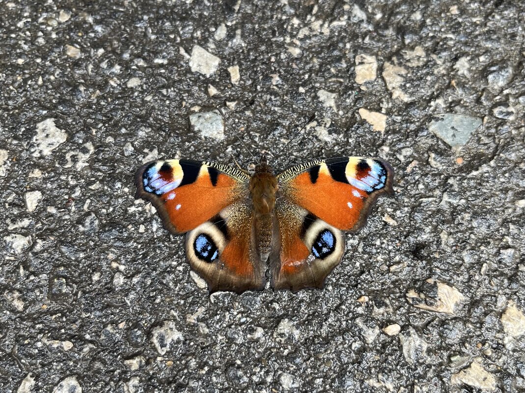 Осенняя бабочка - Александр Конов