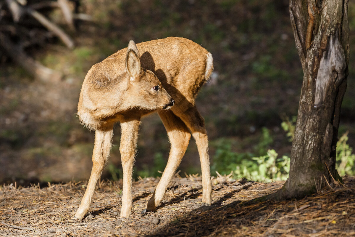 Косуля - SanSan 