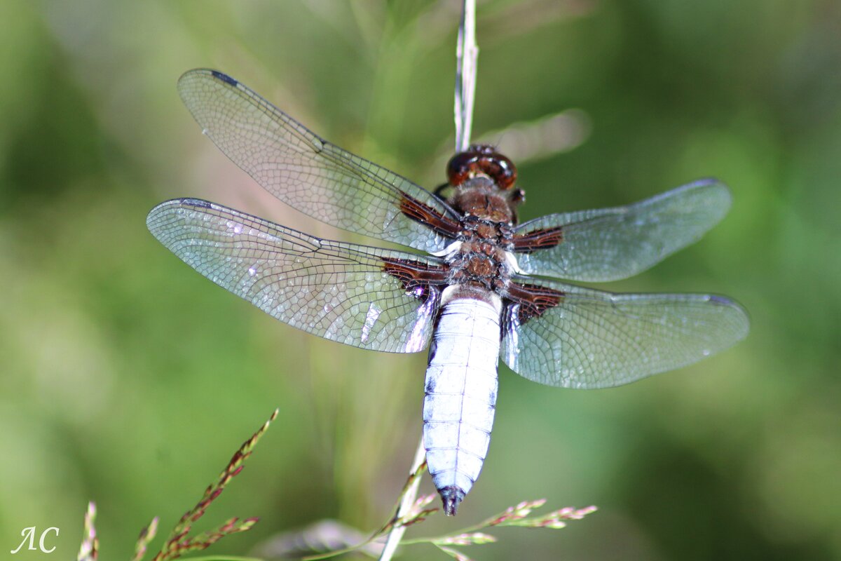 Стрекоза плоская - Любовь Сахарова