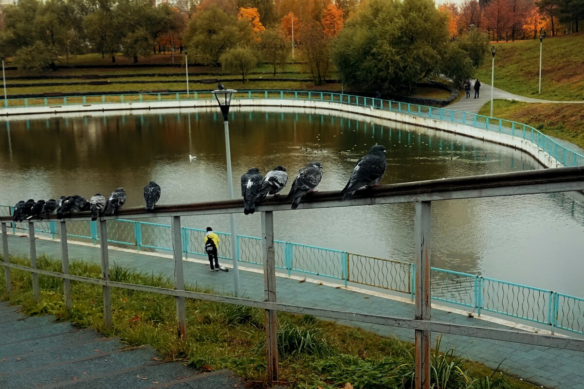 Нахохлились голуби, исчезли солнечные дни. - Татьяна Помогалова