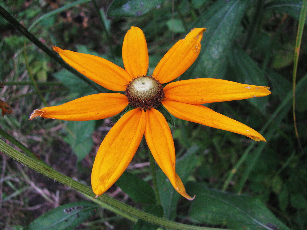 Солнечная красавица - Людмила Смородинская