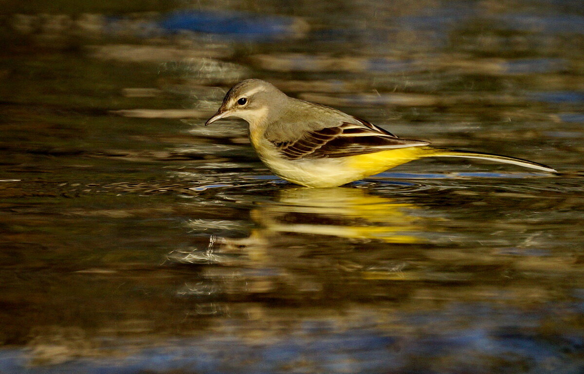 Горная трясогузка... - Николай Саржанов