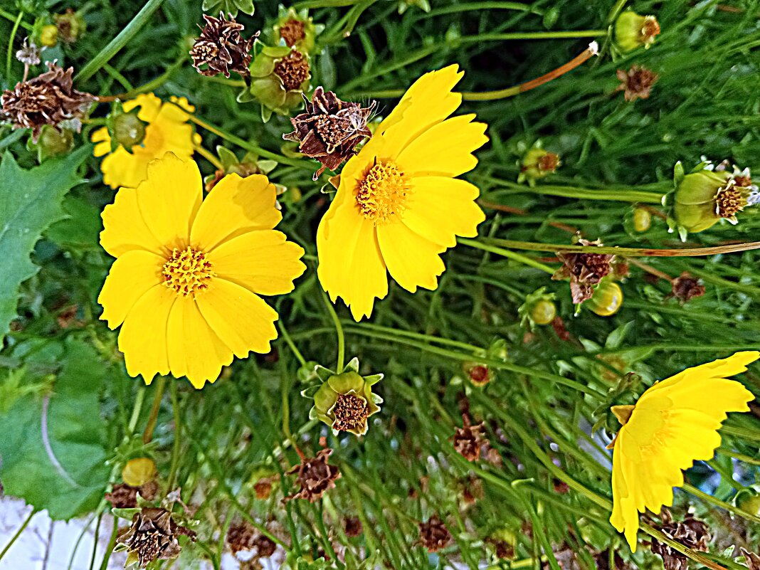 Цветы. - Владимир Драгунский