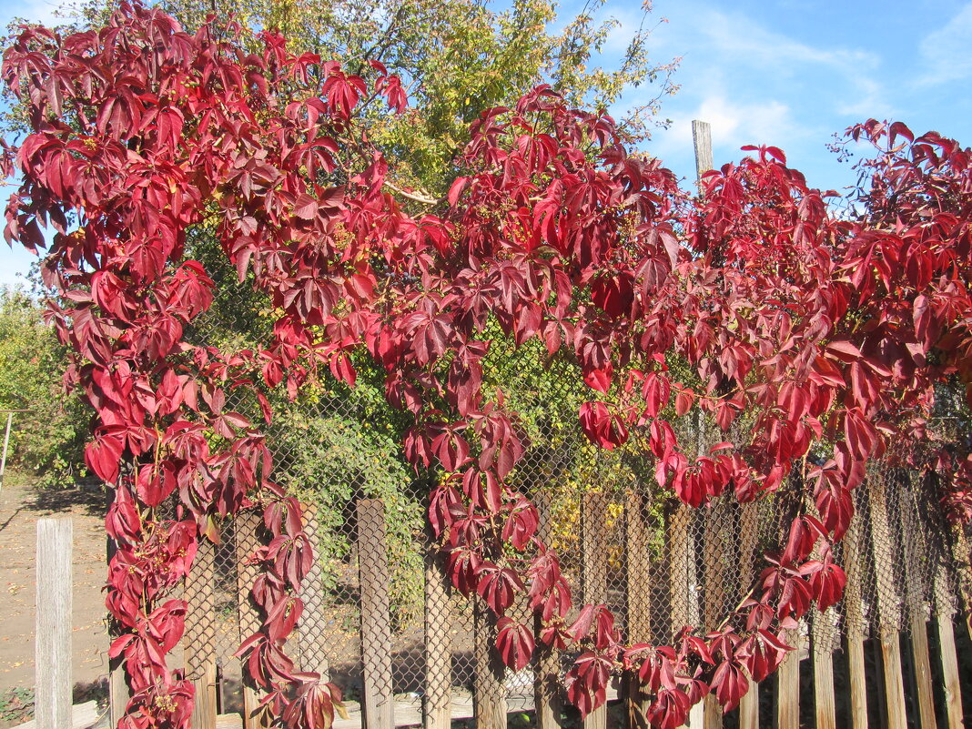 октябрь - Елена Шаламова