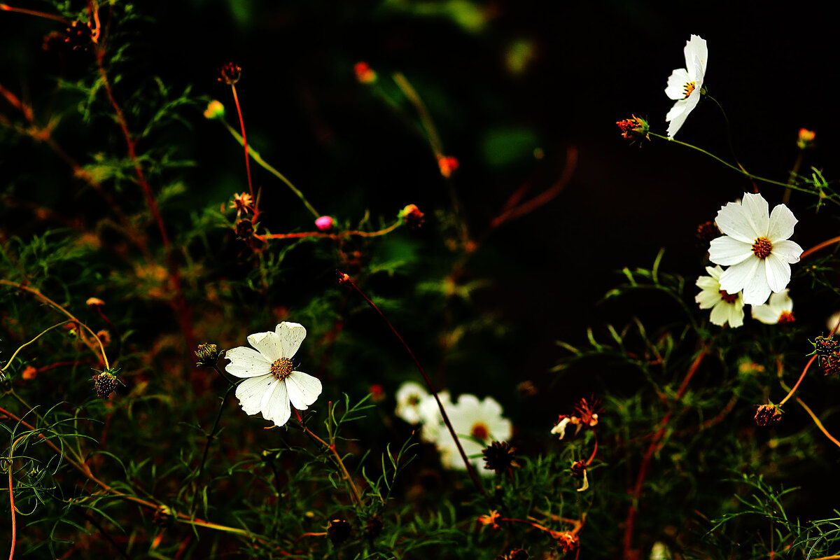 Цветы - Юрий Гайворонскiий Цветы - Юрий Гайворонскiий