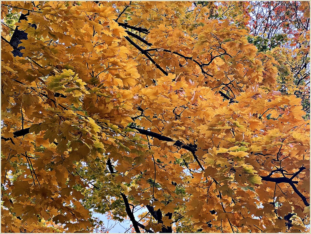 Золотой клён. - Валерия Комова