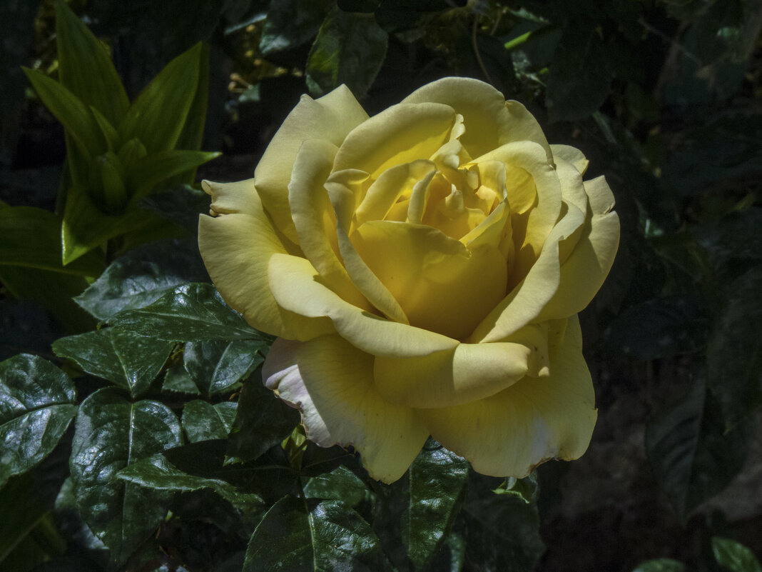 Глория Дей - Валентин Семчишин Глория Дей - Валентин Семчишин