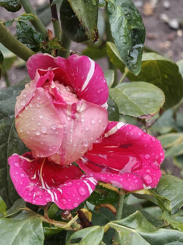 *** - Валерий Ткаченко