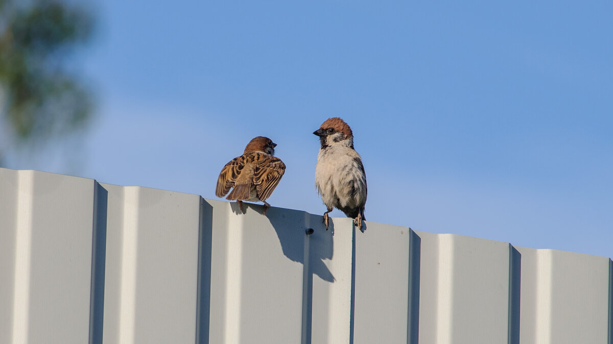 Разборки - Владимир Иванович