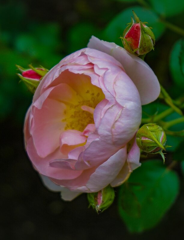 Роза - Ольга 