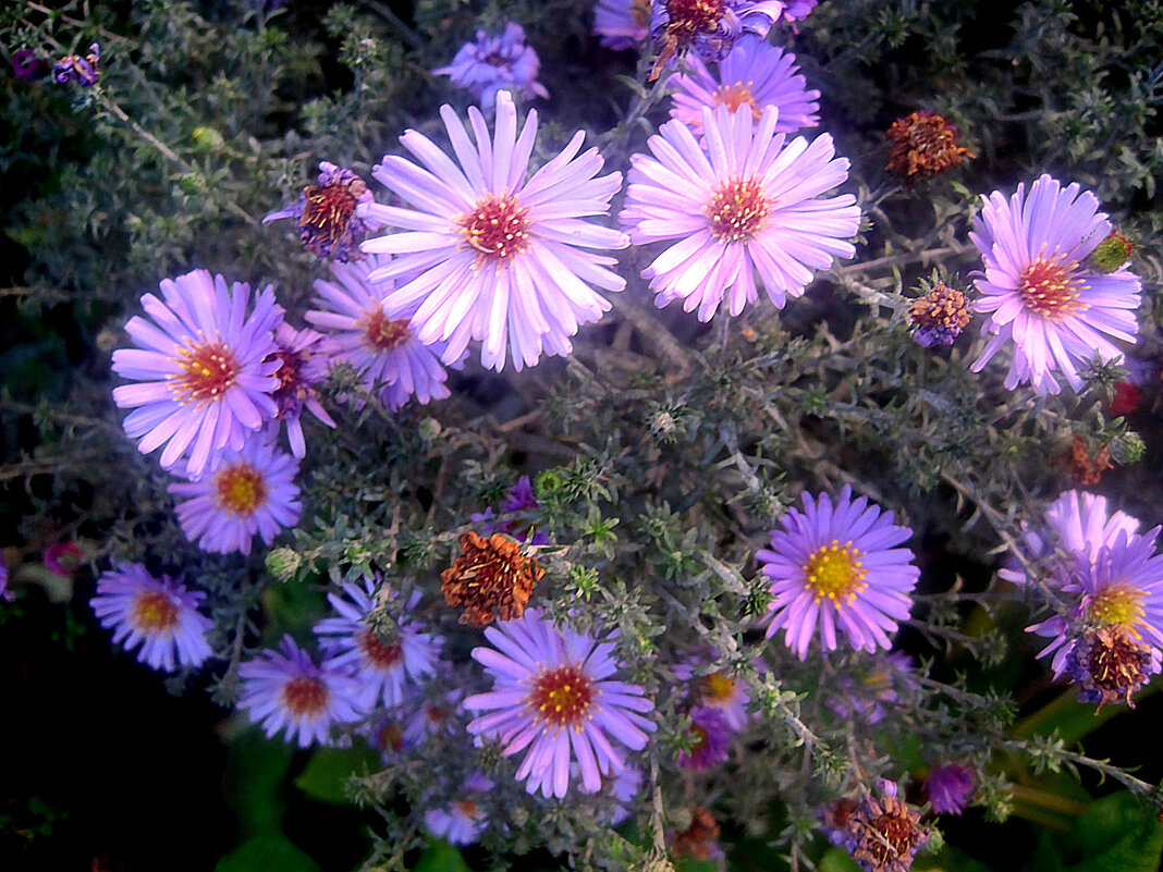 Осеннее - Елена Семигина Осеннее - Елена Семигина