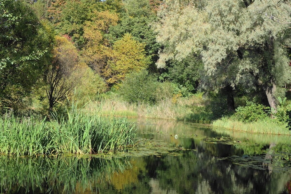 Картинки осени - Рита Симонова