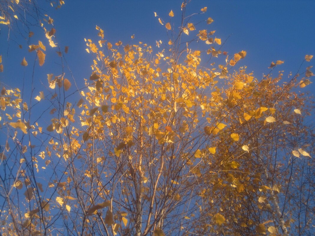 Осеннее небо - Елена Семигина