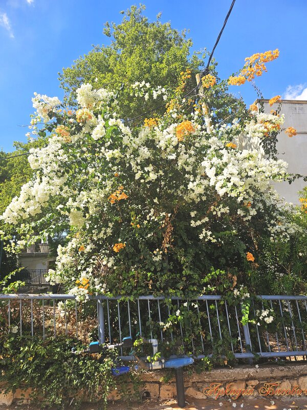 Цветущий октябрь - Аркадий Басович