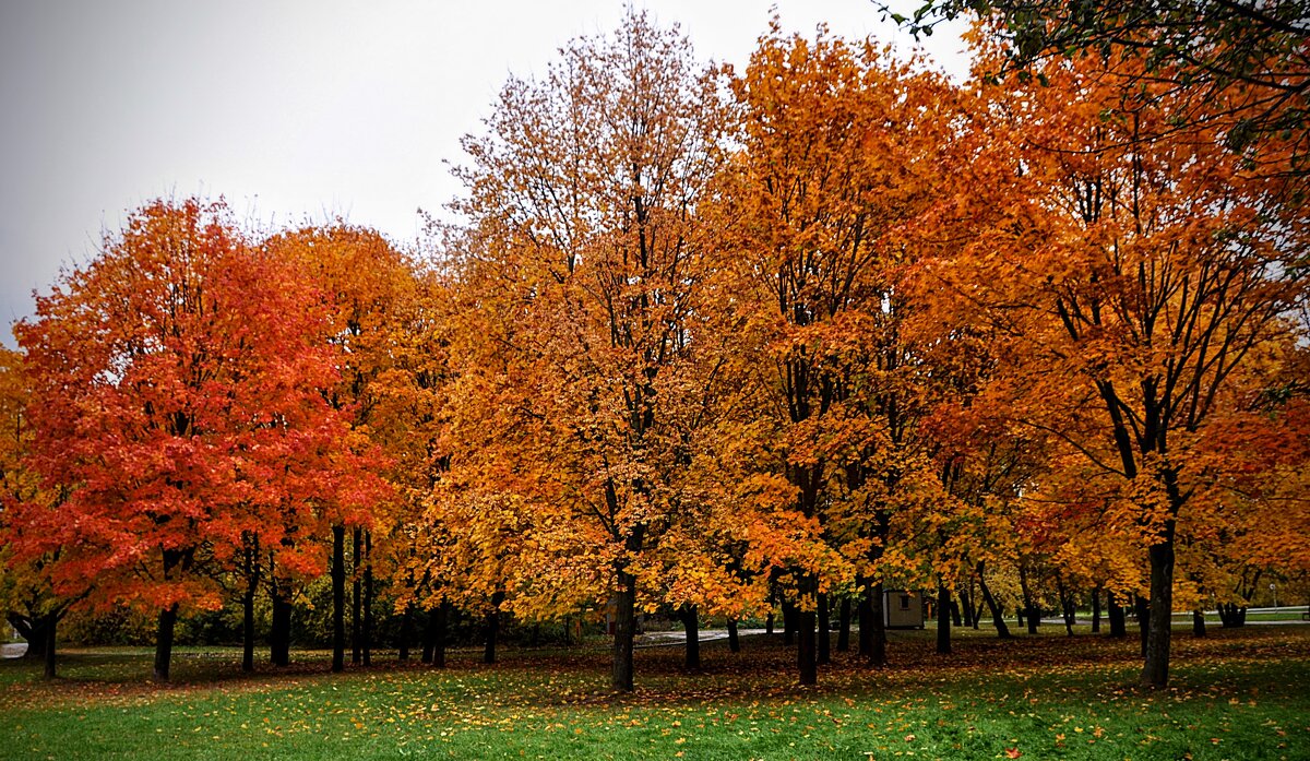 Ещё не отговорила роща золотая,,) - Анатолий Колосов