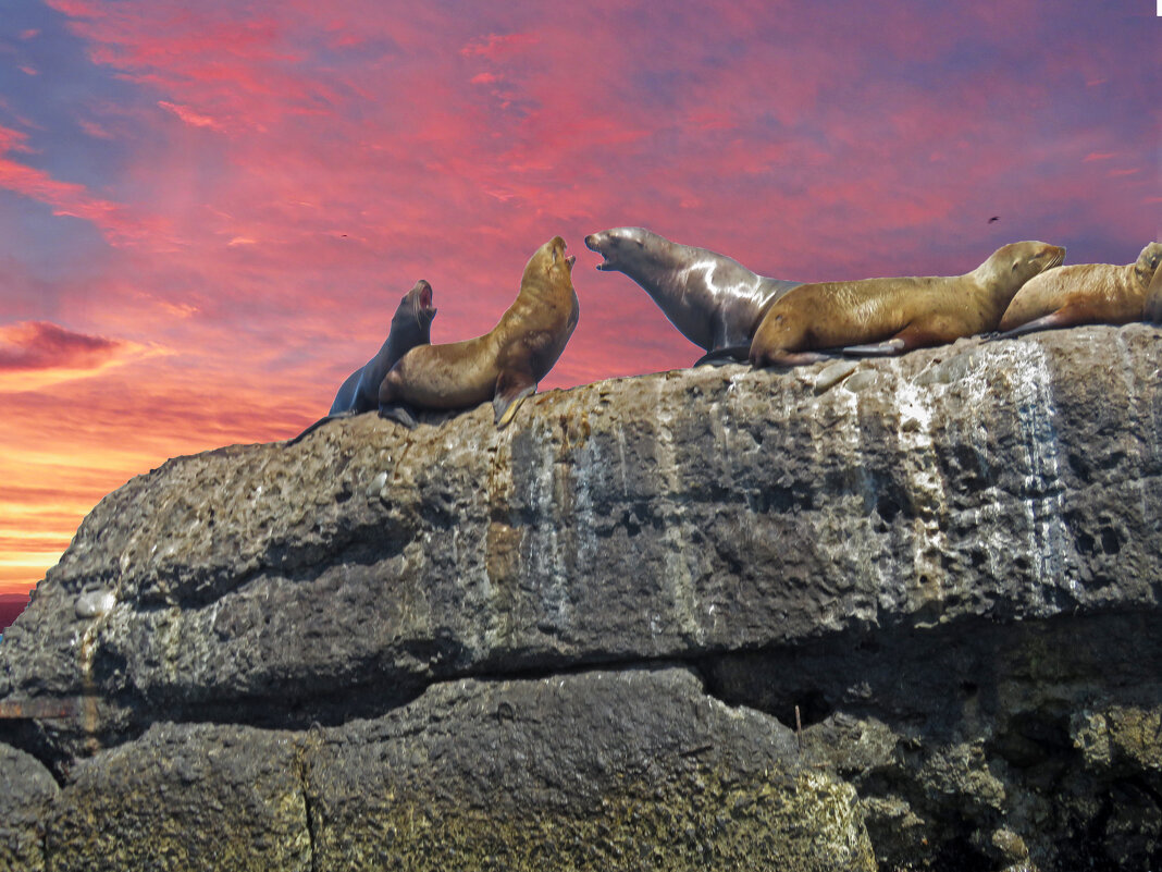 Сивучи в Невельске - ИРЭН@ .