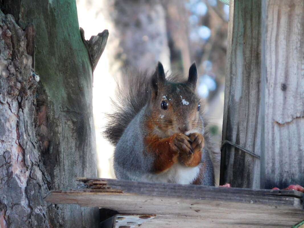 Белка - ирина 