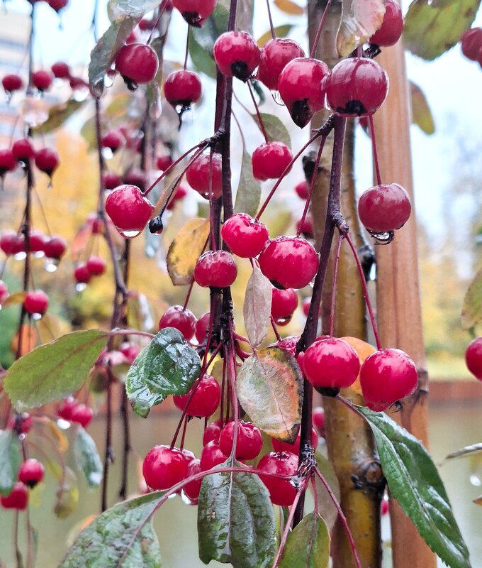 Птичья вишня - Наталья 