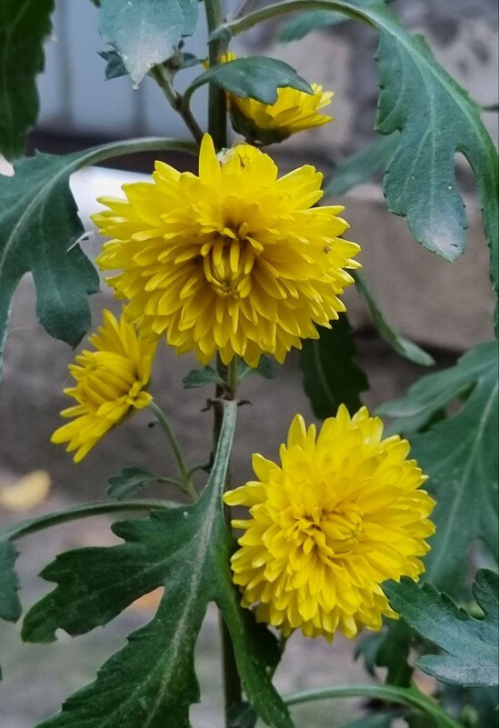 Желтые хризантемы - Наталья 