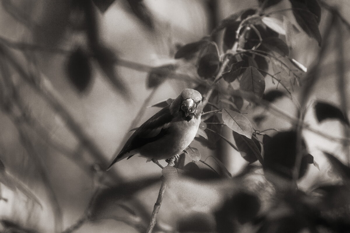 Autumn sounds - AL Reborn 