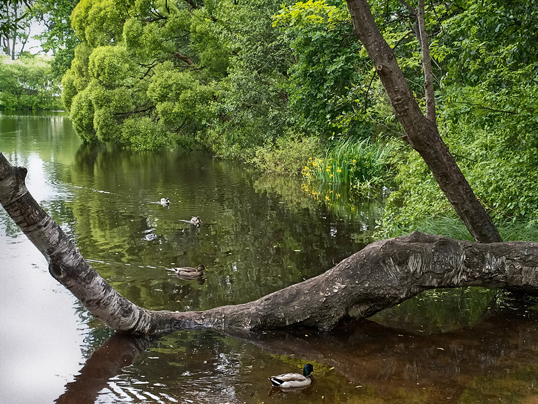 Летние пейзажи Елагина острова. - Лилия *