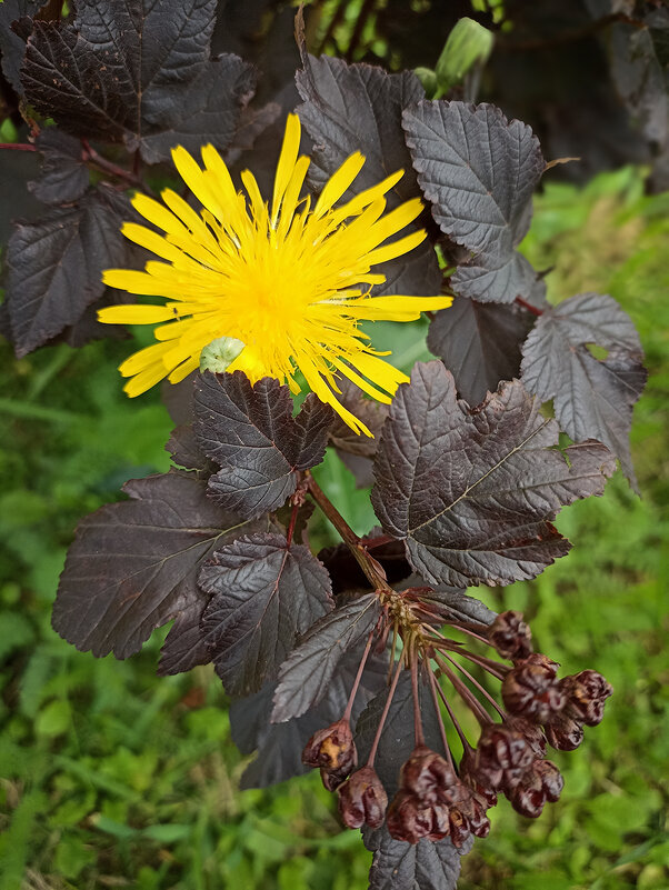 Я солнышко! - Лилия *